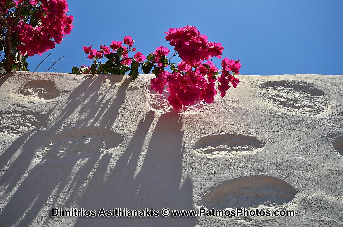 Patmos Flowers Photos