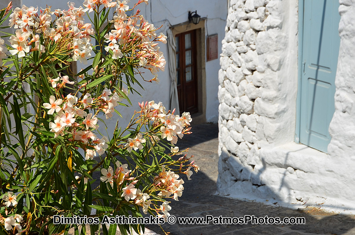 Patmos Flowers Photos
