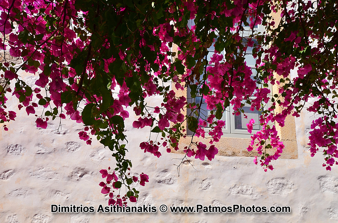 Patmos Flowers Photos